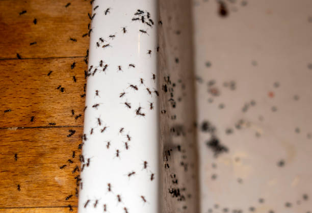 Best Residential Pest Control  in East Jordan, MI